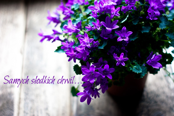 Lilie na dzień kobiet